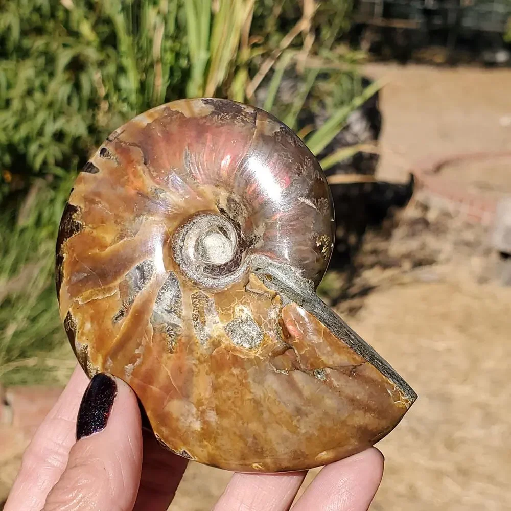 Ammonite Fossil Iridescent Rainbow Color Burst 164 Grams